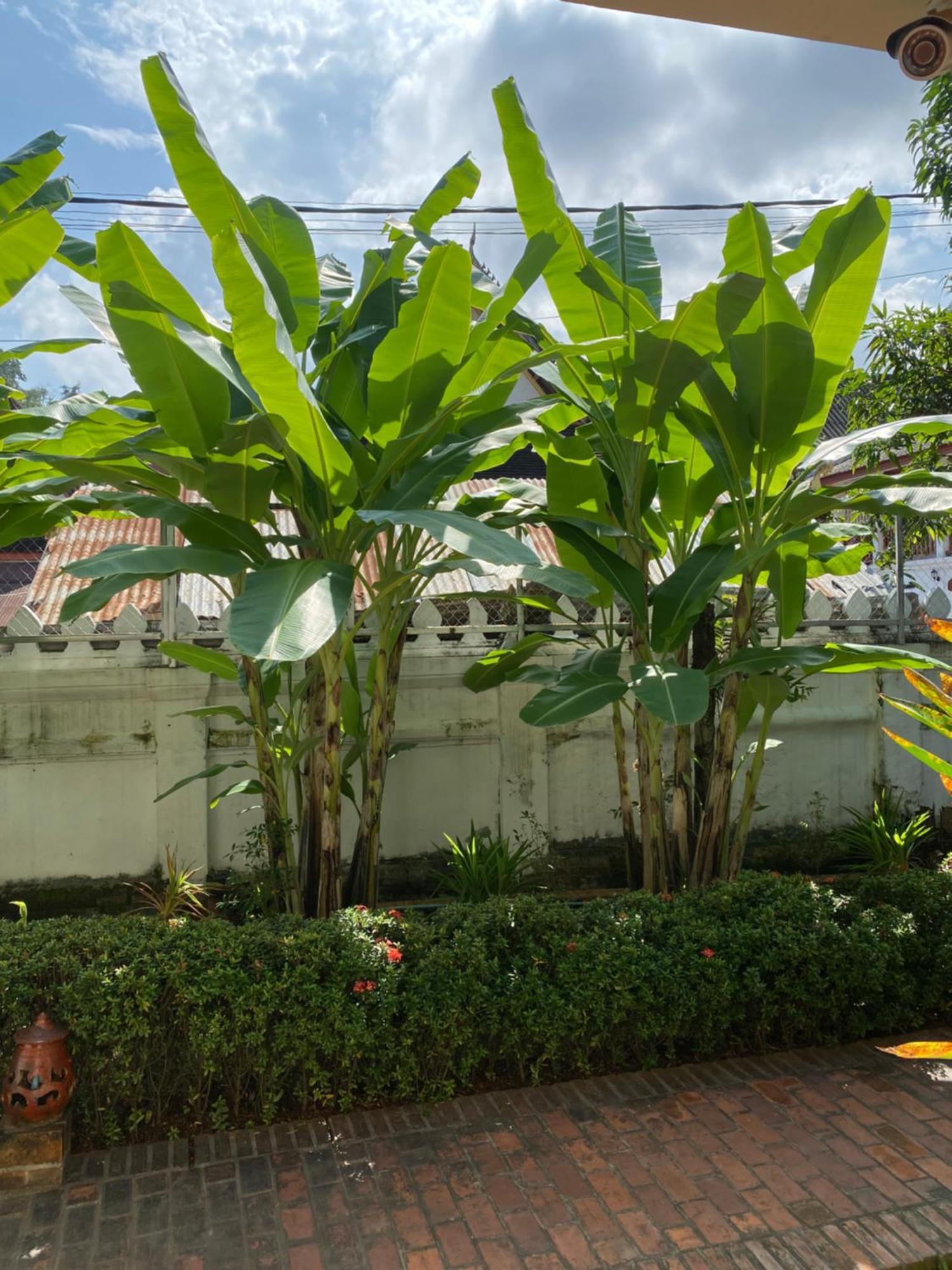 Luang Prabang Residence & Travel Экстерьер фото